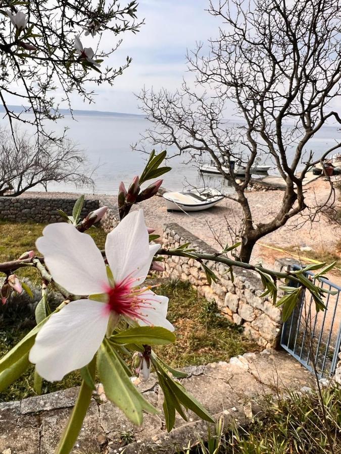 Apartmani Tin Starigrad Paklenica Exteriör bild